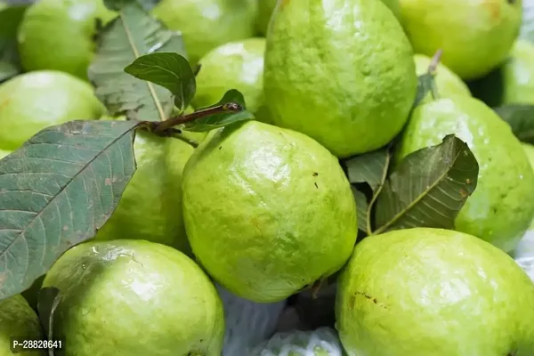 Baishnab  Tropical White Guava Plant Guava Plant