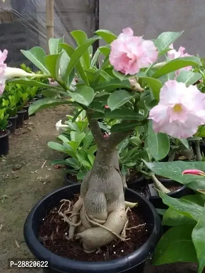 Baishnab  Adenium Flower Planta14d Adenium Plant-thumb0