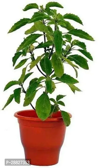 Baishnab  Kapoor Tulsi Plant Blue Basil Ocimum Tu-thumb0