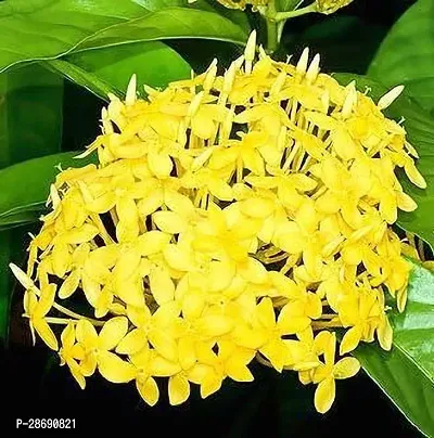 Baishnab Trothic IxoraChethi Plant Saraswati Gardens Ixora Dwarf Yellow Live Plant 1 Healthy Live Plant With Plastic Bag-thumb0