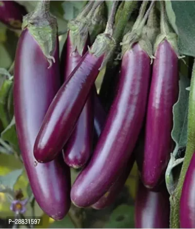 Baishnab Brinjal Seed 100 PsLong Brinjal Seeds for Home Garden100PIECE-thumb0