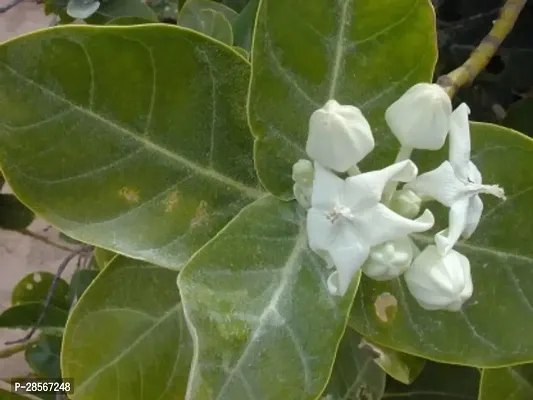 Baishnab Safed Aak Plant Safed Aak Plant, Calotropis Gigantea, White Madar-thumb2