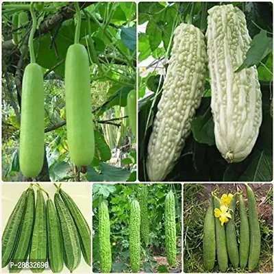 Baishnab 5item seed hujbyuyh Sponge Gourd Ridge Gourd Bottle Gourd Green Bitter Gourd White Bitter Gourd Seeds80PIECE