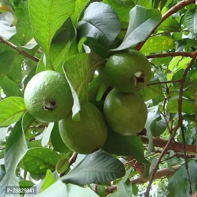 Baishnab  Hybrid Guava Plant A28 Guava Plant