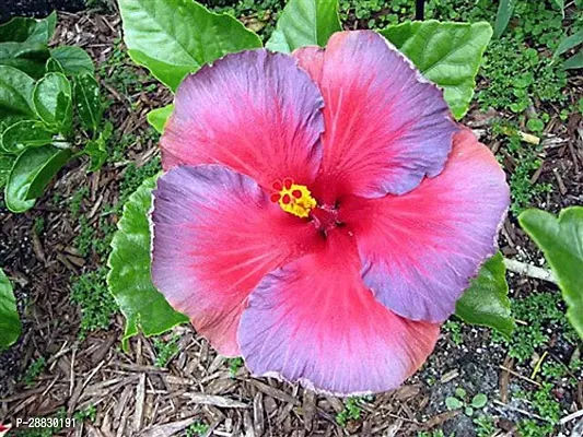 Baishnab  Malaysian Hibiscus flower plants Hibiscus