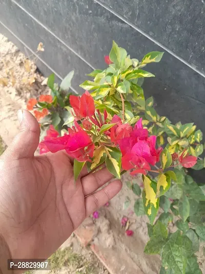 Baishnab  Bougainvillea Plant CF00085 Baugainvill