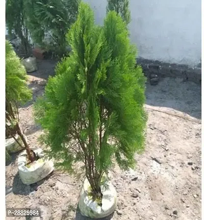 Baishnab  jjz01 PlatycladusMorpankhi Plant