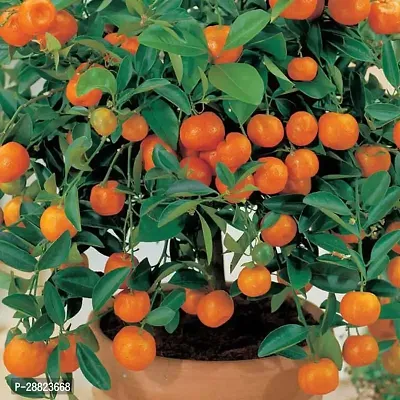 Baishnab  TY56 Orange Plant-thumb0