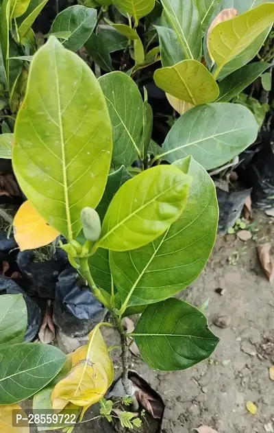 Baishnab Jackfruit Plant Grafted Hybrid Jackfruit Live Plant-EG01