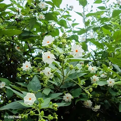 Baishnab  PARIJAT PLANT 91 ParijatHarsingar Plant