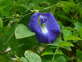 Baishnab Aparajita Butterfly Pea Plant Butterfly_Pea_Plant-thumb1