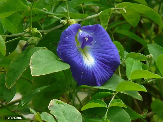 Baishnab Aparajita Butterfly Pea Plant Butterfly_Pea_Plant-thumb2