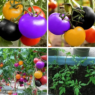 Baishnab tomato seed 100 ps gui Organic Rainbow Tomato Seeds100PIECE