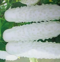 Baishnab Cucumber seed 30ps mcFUB1990SSD30PIECE-thumb2