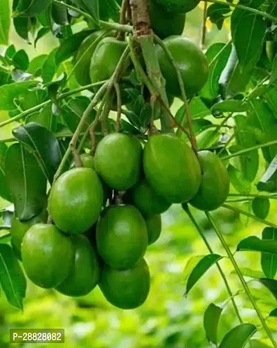 Baishnab  All time Thai Amra Hog Plum Plant-thumb0