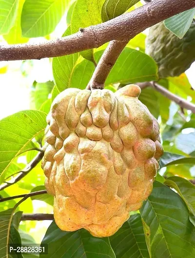 Baishnab  Custard Apple Live Plant Disha3090144