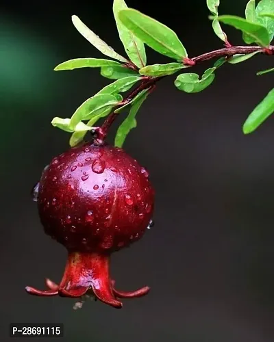 Baishnab Pomegranate Plant Outdoor Pomegranate, Annar, Anar (Grafted) - Plant-thumb0