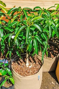 Baishnab Mango Plant Thai mango plant28-thumb1