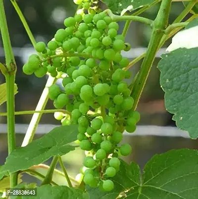 Baishnab  Grape plant ZZ Plant