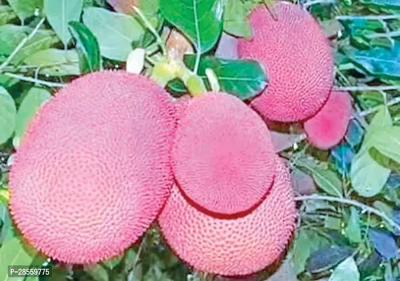 Baishnab Jack Fruit Plant JACK FRUIT PLANT S