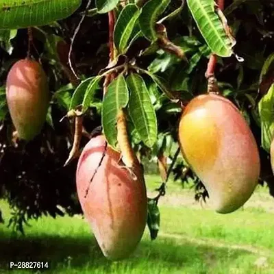 Baishnab  Mango Tree Totapuri Grafted  Plant Ma-thumb0