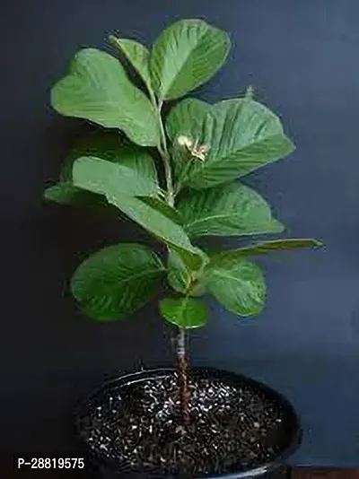 Baishnab Guava Plant-thumb0