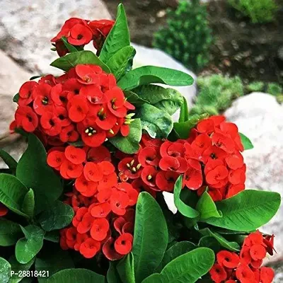 Baishnab  Euphorbia Live Plant Red Color Flowers-thumb0