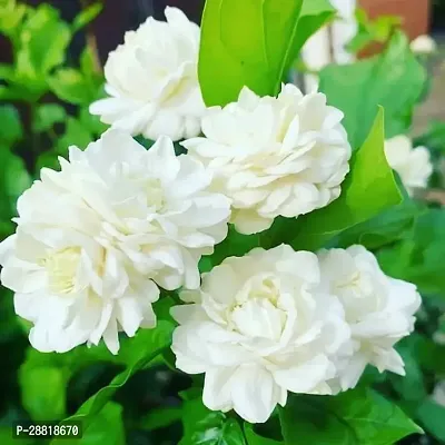 Baishnab  Arabian Jasmine Double Petal Live Flower-thumb0