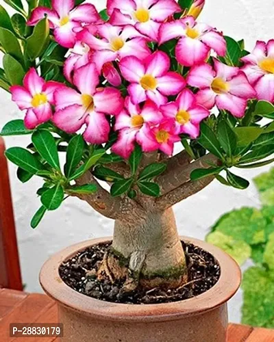 Baishnab  Desert adenium plant Adenium Plant-thumb0