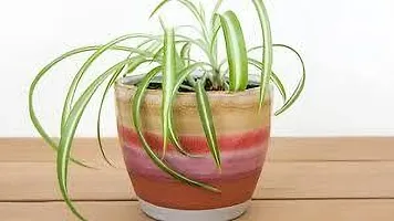 Baishnab Spider Plant SPIDER PLANT B79-thumb1