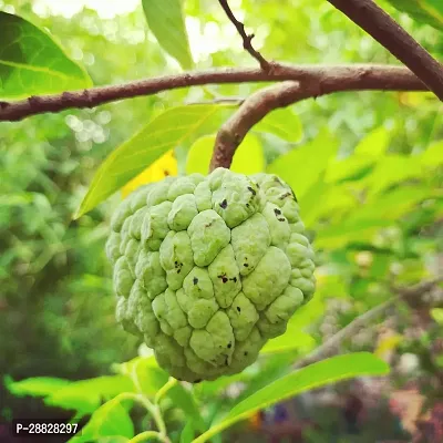 Baishnab  Custard Apple Live Plant Disha2008413-thumb0