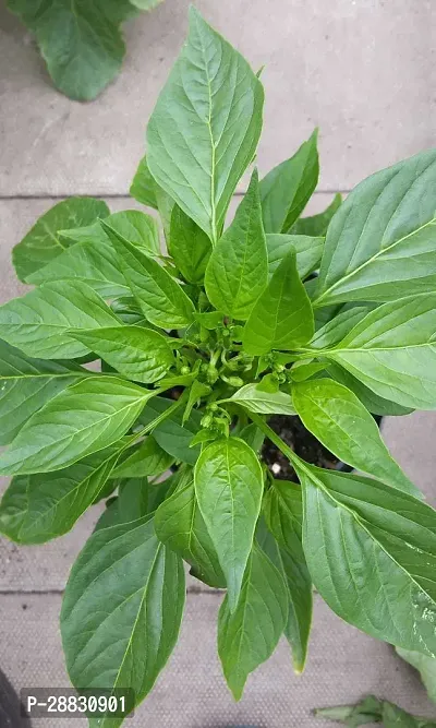 Baishnab  Chilli Fruit Plant Chilli Spices Plant