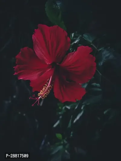 Baishnab  Hibiscus plant 33 Hibiscus Plant