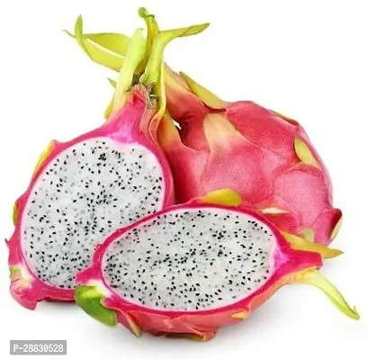 Baishnab  Live Dragon Fruit Plant Jumbo Pink Drago-thumb0