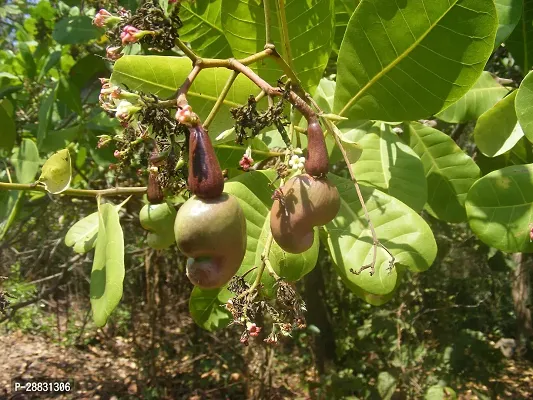 Baishnab  CashewnutHybrid Plant0182 Cashew Apple P