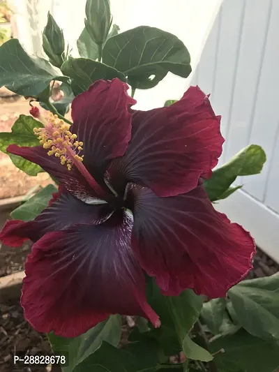 Baishnab  Hibiscus Black  Red Plant CF1061 Hibis-thumb0