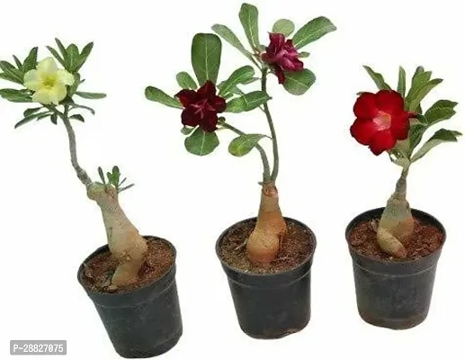 Baishnab  ADENIUM FLOWER PLANT BV21 Adenium Plant-thumb0