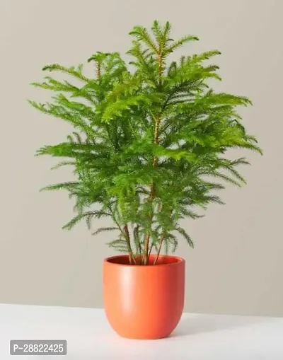 Baishnab  Christmas Tree Plant CFA76 Christmas T