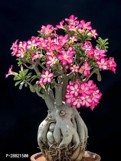 Baishnab  au01 Adenium Plant-thumb0