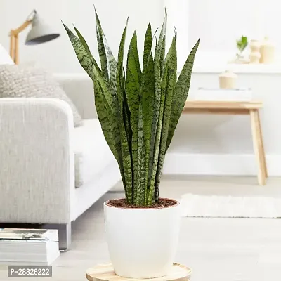 Baishnab  Live Air Purifying snake plants with pot-thumb0