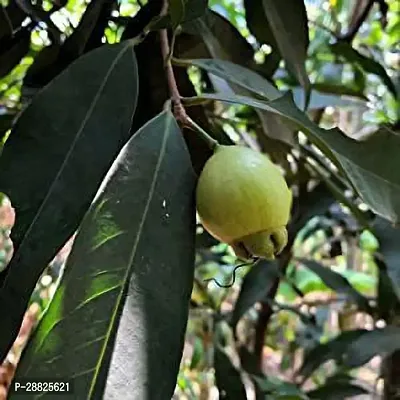 Baishnab  Gulab Jamun  Syzygium Jambos  Roseappl-thumb0