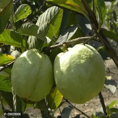 Baishnab  GE011 Guava Plant-thumb0