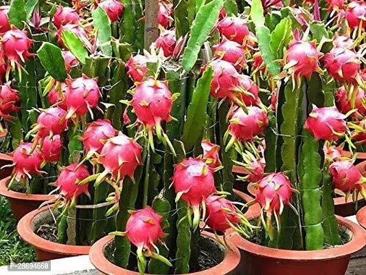 Baishnab Dragon Tree BHAJANLAL GREENERY Dragon Fruit Plant Red Flesh Live Plant (6 to 12 height)-thumb2