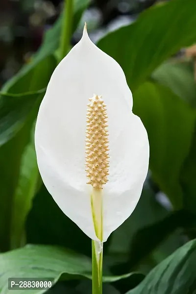 Baishnab  Peace Lily Flower Plant P1 Peace Lily P-thumb0