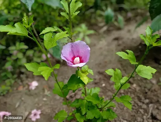 Baishnab Hibiscus Plant Hibiscus001-thumb3