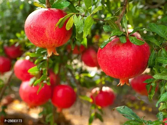 Baishnab Pomegranate Plant PomegranateBedanaDalim GraftedRare Expensive Fruit Live Plant Punica Granatum Plant-thumb0