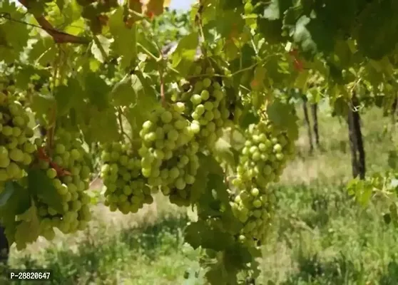 Baishnab  Cotton Candy Plant Grape Plant