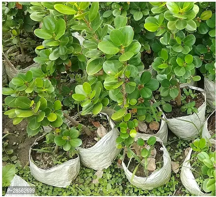 Baishnab Ficus Bonsai Chinese Bonsai Banyan Tree China Bot-thumb2