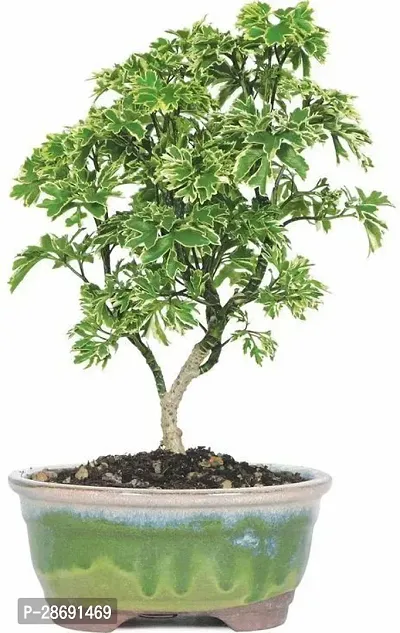 Baishnab Aralia Plant Indoor Aralia plants-thumb0