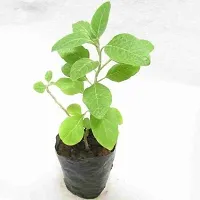 Baishnab Ajwine Plant Ajwain Plant-thumb1